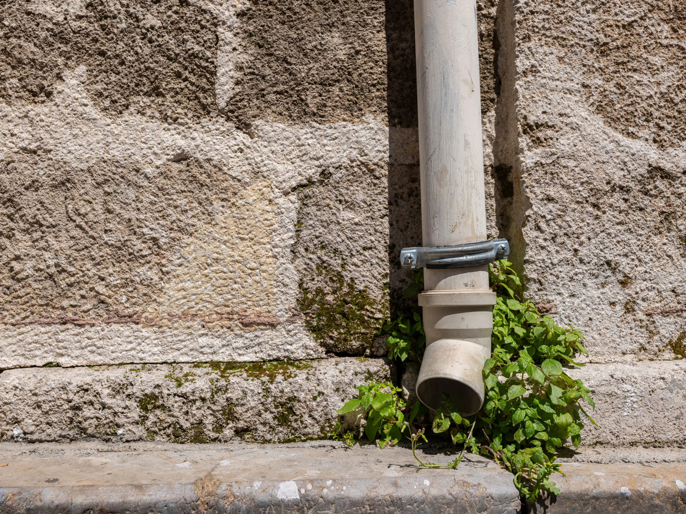 Downspout and gutter on textured concrete wall with moss and green vegetation growth.